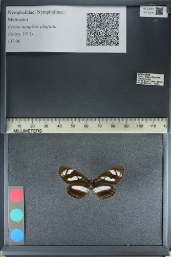 Media type: image;   Entomology 170532
